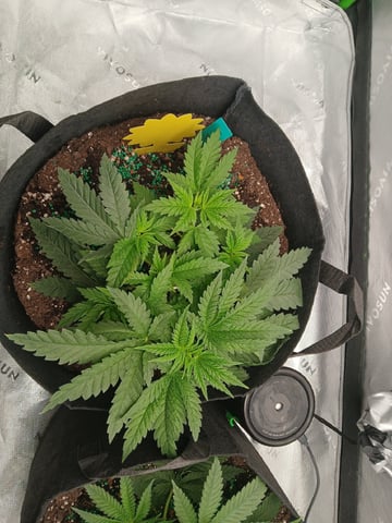 fruity pebbles, cap junky — vegetative, day 38