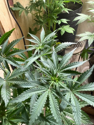 CMA  — flower, day 43