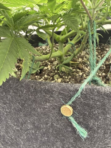 BloodMoon Gelato — vegetative, day 49