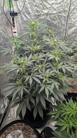Mixed Grow — grow_setup, day 41