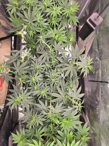  1 Blue Zushi x Venom & 1 Jack Here x Strawberry Cookies OG — flower, day 49
