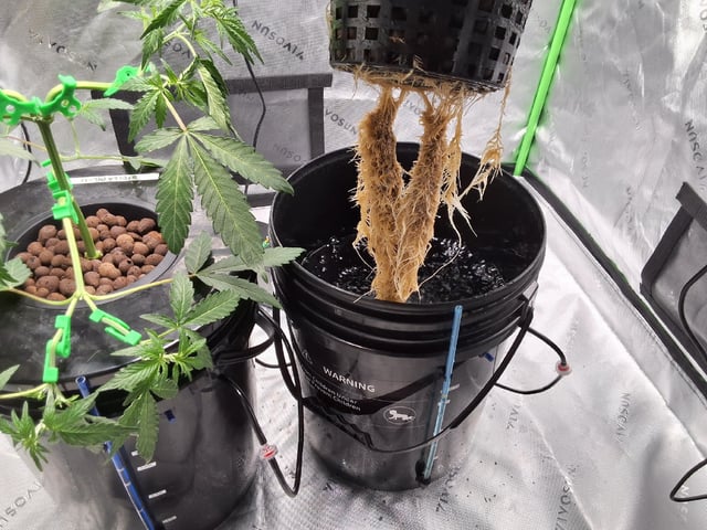 BABY SISTER — vegetative, day 40