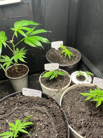 cherry pie clone  — vegetative, day 16