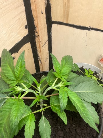 white 🕷️  — vegetative, day 26