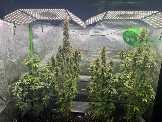 My First Four — flower, day 100