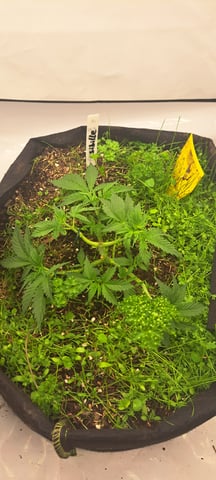 First Grow with the new setup  — vegetative, day 29