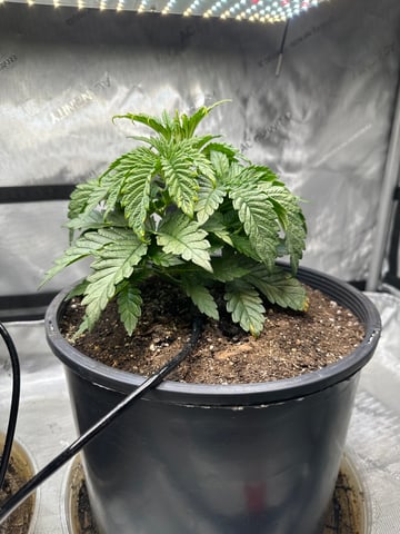 White Russian — vegetative, day 23