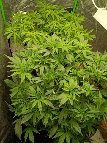 Purple Plum Perfect 💜 & 2 Grape Runtz 🍇 Mainlining garden.  — vegetative, day 169