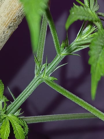 triangle kush  — flower, day 40