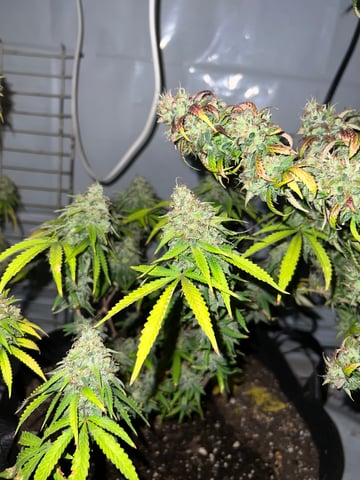 Indoor Grow  — flower, day 110