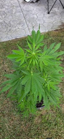 Let's just leave these right here! — flower, day 64