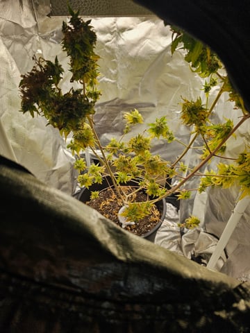 John Doe Mary Jane — grow_setup, day 2