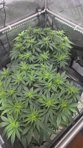 Original 1990 genetics  — flower, day 75