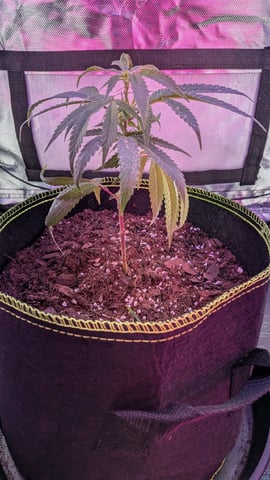 Dolly — vegetative, day 6