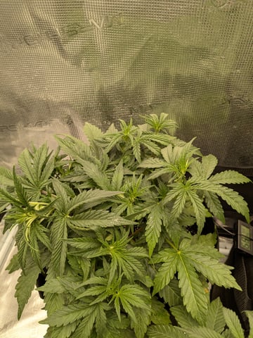 first grow — flower, day 24