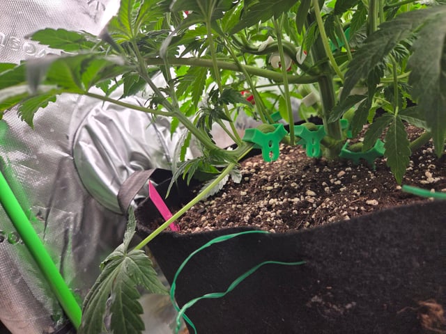 Special Kush#1 and Purple Queen Auto  — vegetative, day 31