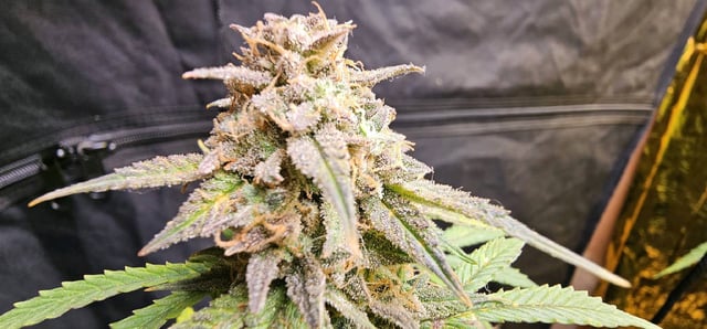 frozen biscotti — grow_setup, day 81