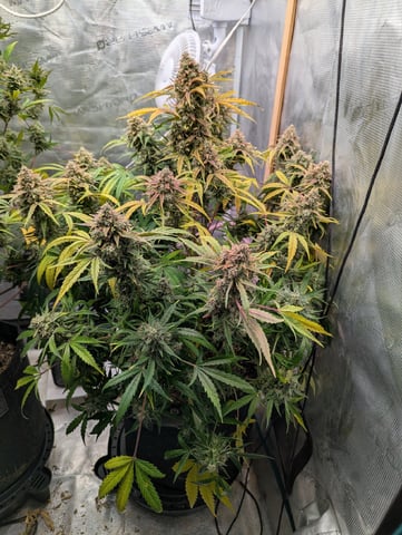 Trizzler  — flower, day 76