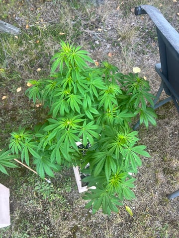 White Widow Twins — flower, day 84