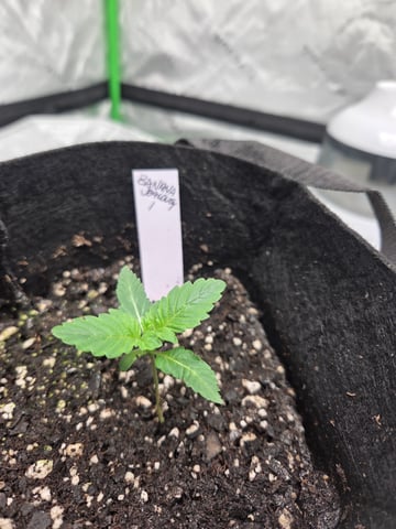 new bee's  — vegetative, day 78