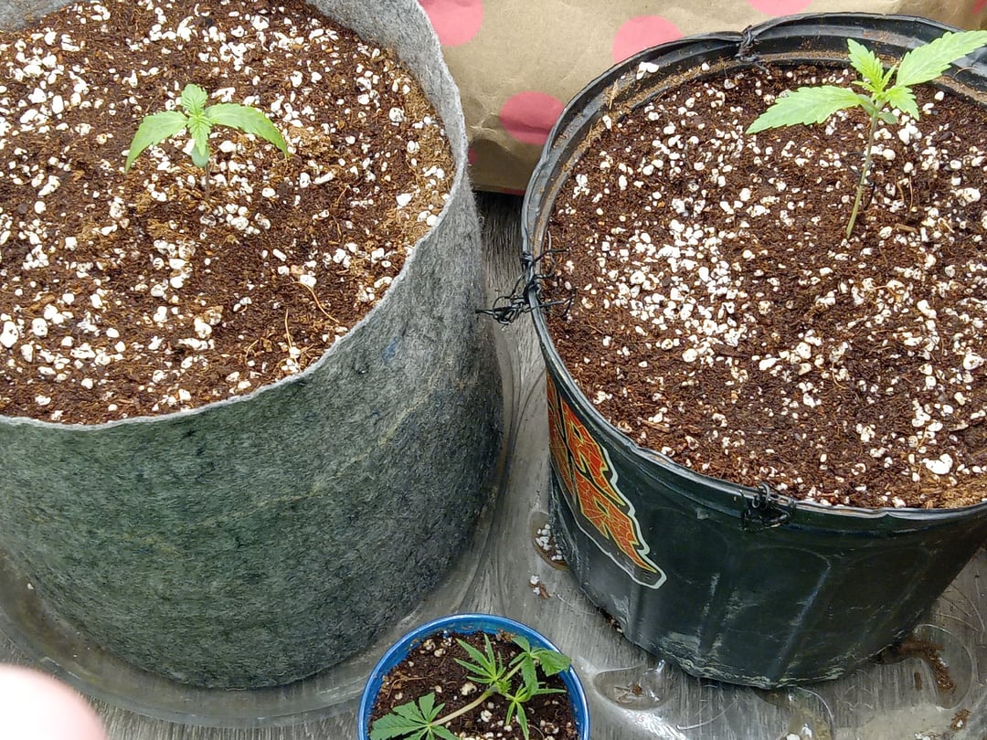 Blueberry critical kush x purple peyote wifi  and one L.a kush cake .