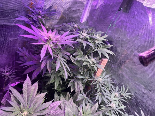 white 🕷️  — flower, day 114