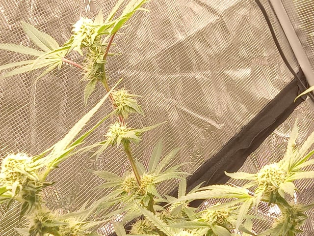 critical purple kush x peyote wifi  in the auto pot system tray 2 grow with added microhazian to the coco coir  — flower, day 89