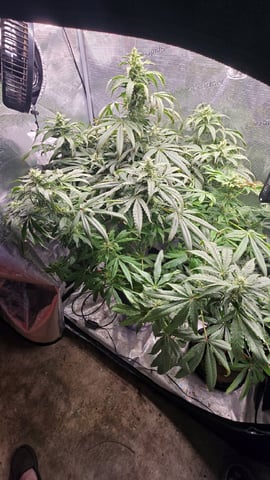 Purple Haze