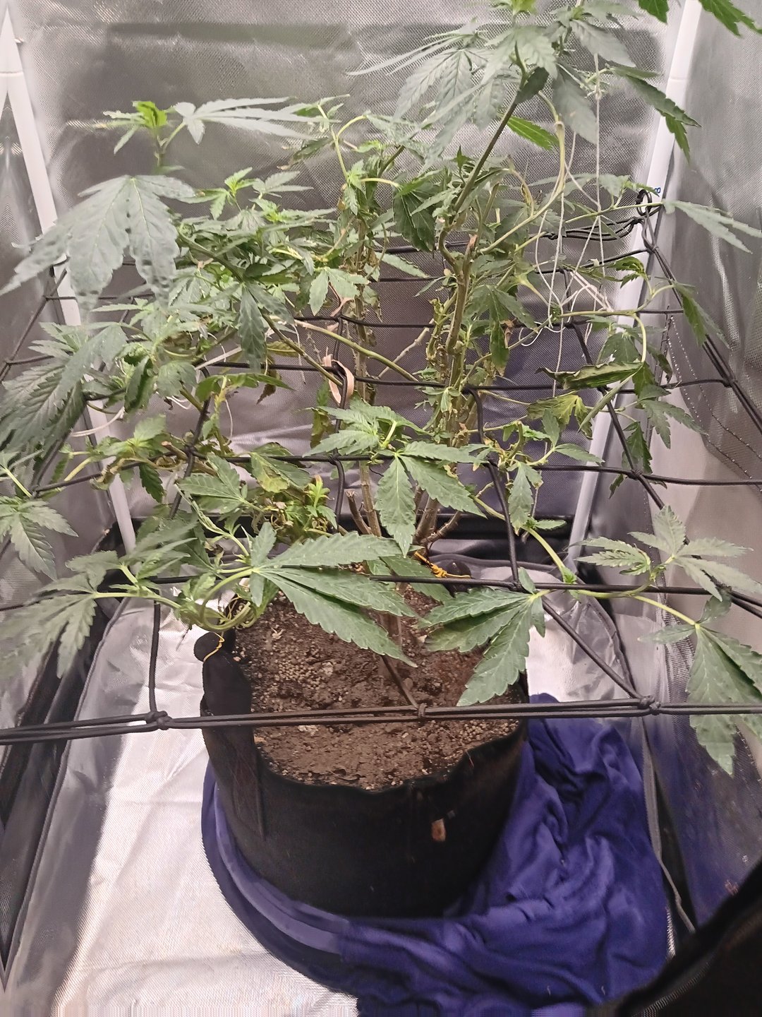 Garlic Glazed Cannabis 