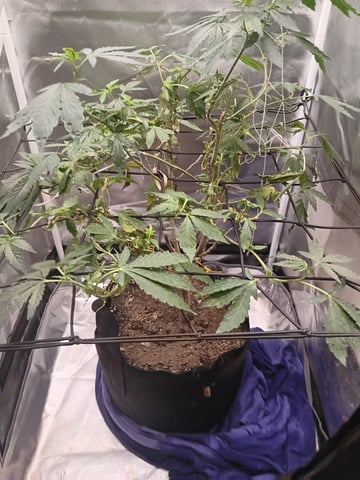 Garlic Glazed Cannabis  — grow_setup, day 2