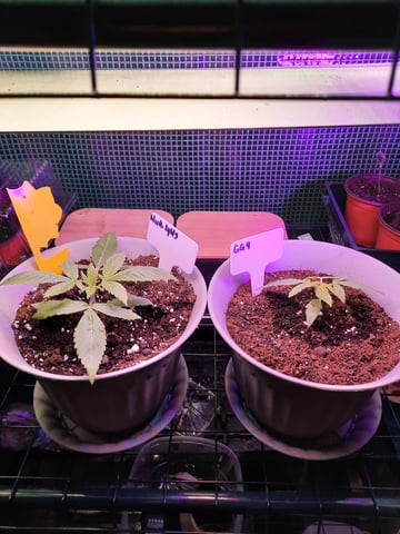 missing pieces — vegetative, day 19