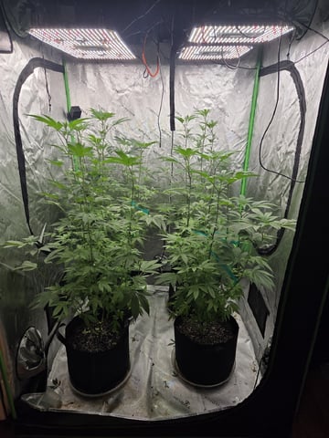 Banana and Gold — flower, day 1