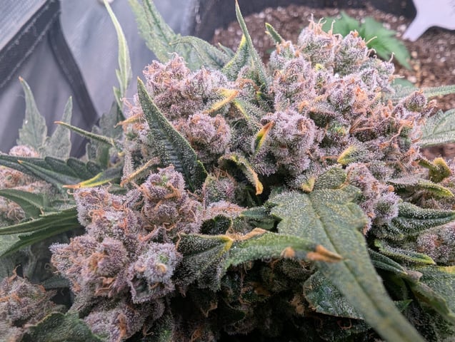 2025 EOY Grow — flower, day 76