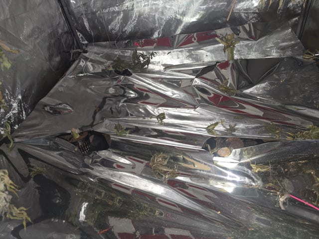 Dante's Inferno Rerun — grow_setup, day 1