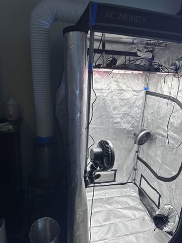 BloodMoon Gelato — seedling_rooting, day 2