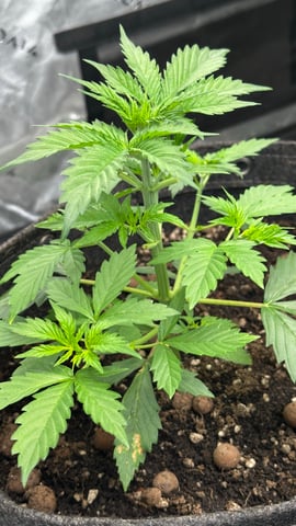 Gorilla Cookies Auto (42 FastBuds) — flower, day 36