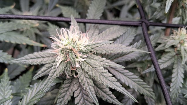 Round 2 — flower, day 52