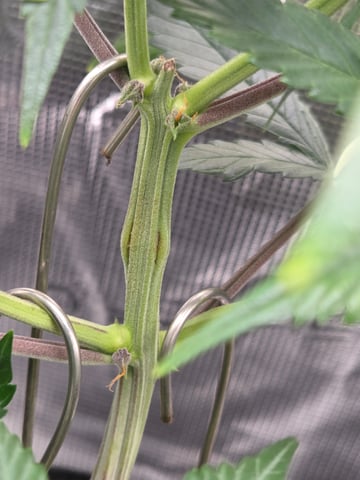 second grow — vegetative, day 33