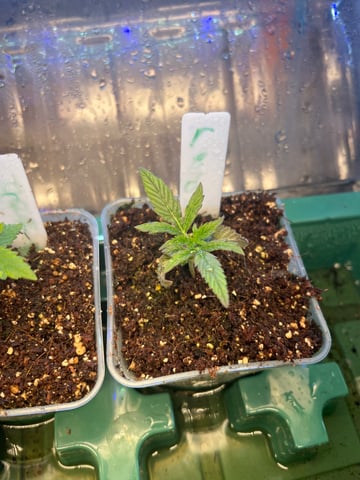 My First Four — vegetative, day 22
