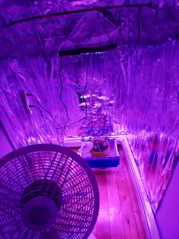 triangle kush  — flower, day 63