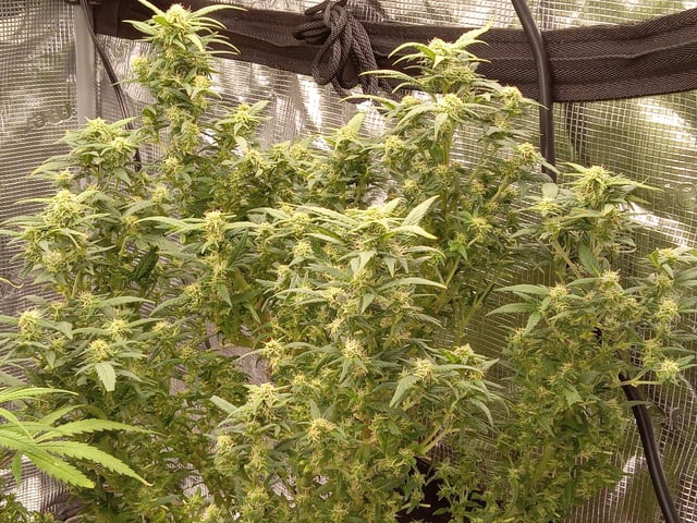 Blueberry critical kush x purple peyote wifi  and one L.a kush cake . — flower, day 60