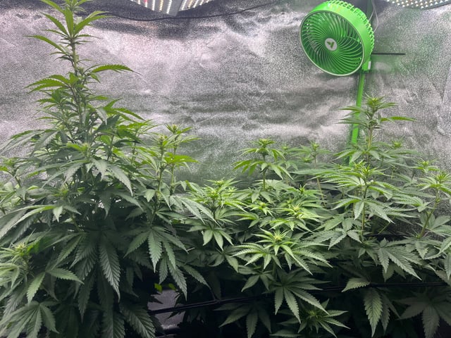 My First Four — flower, day 66