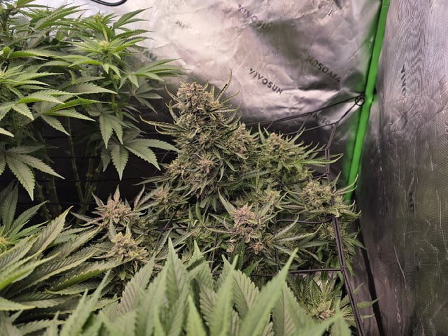 Hazy Daze — flower, day 74