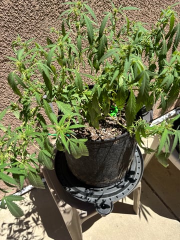 Poison Rainbows — vegetative, day 108