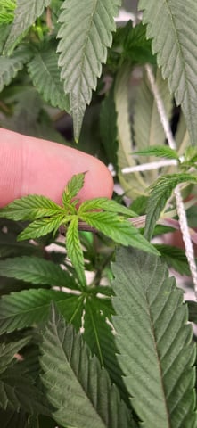 1st grow indoors(cardboard box to 2x2x4 to 5x5x6) — vegetative, day 61