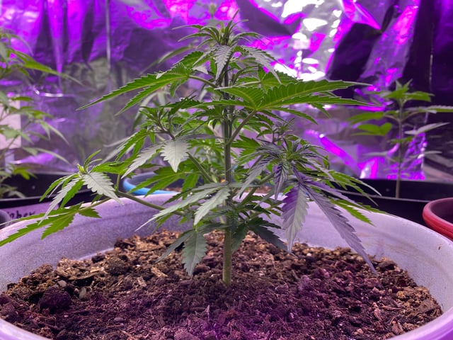 Rainbow Mints — vegetative, day 4