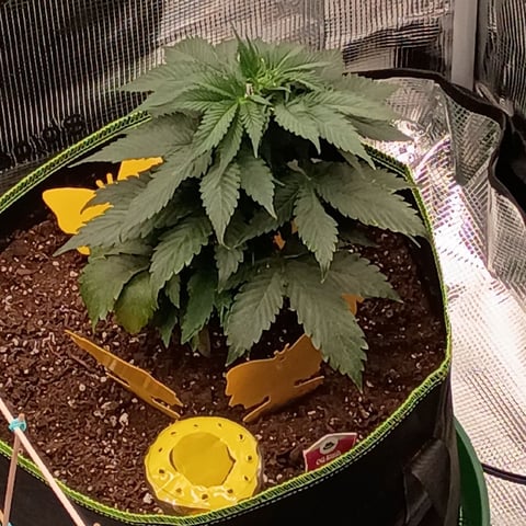 TentPlantLightFan — vegetative, day 38