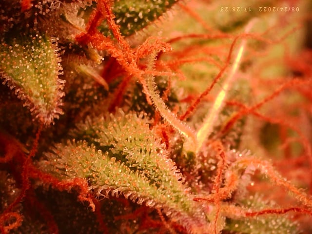 Number Two.  Lola — flower, day 99