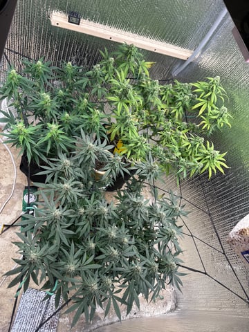trying some bag seeds — flower, day 62