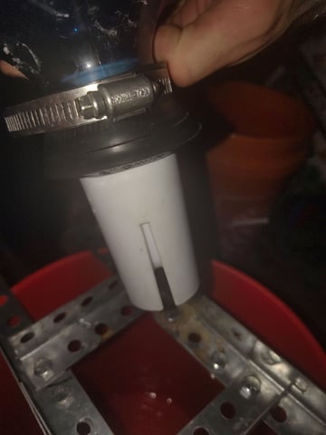 Maui wowie  — seedling_rooting, day 18